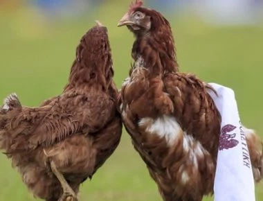 Καζούρα από άλλη εποχή - Υποδοχή με κότες στο τοπικό ντέρμπι Ιωνικός-Προοδευτική (φώτο)